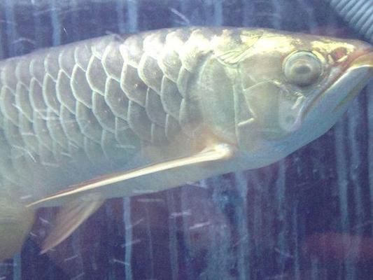 龍魚有點(diǎn)蒙眼怎么辦呀：如何治療龍魚蒙眼