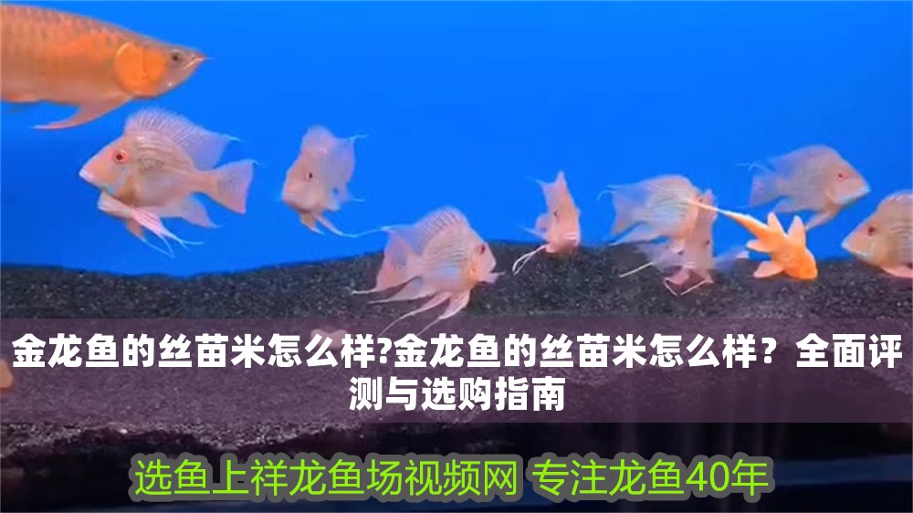金龍魚的絲苗米怎么樣?金龍魚的絲苗米怎么樣？全面評測與選購指南