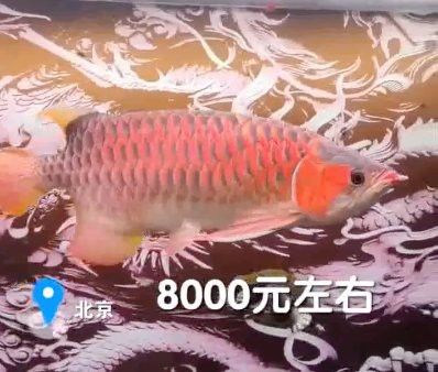 紅龍魚(yú)對(duì)水質(zhì)波動(dòng)敏感嗎？