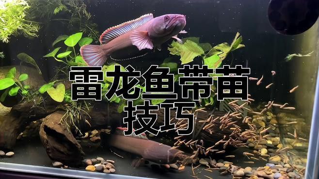 七彩雷龍繁殖期如何護理？