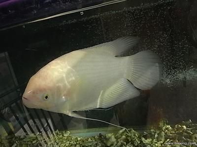 超大龍魚(yú)：超大龍魚(yú)的養(yǎng)護(hù)方法和設(shè)備