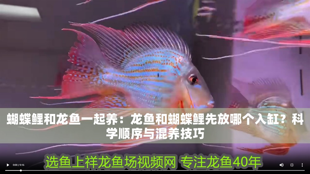 蝴蝶鯉和龍魚一起養：龍魚和蝴蝶鯉先放哪個入缸？科學順序與混養技巧