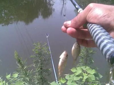 羅漢魚和紅龍魚能混養嗎圖片：羅漢魚和紅龍魚能混養嗎？混養需注意的關鍵因素