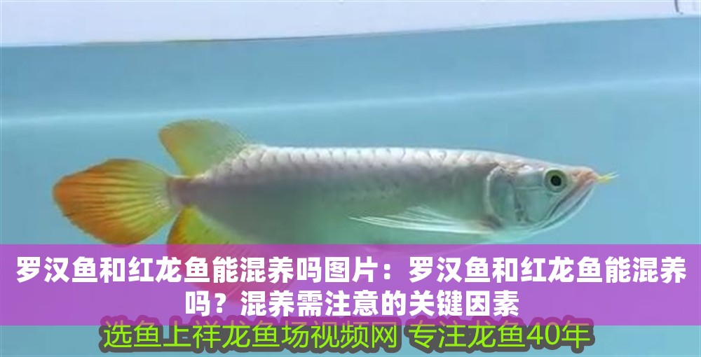 羅漢魚和紅龍魚能混養嗎圖片：羅漢魚和紅龍魚能混養嗎？混養需注意的關鍵因素