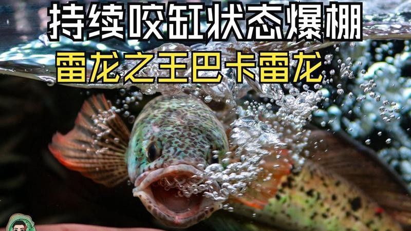 如何判斷巴卡雷龍是否處于攻擊狀態(tài)？