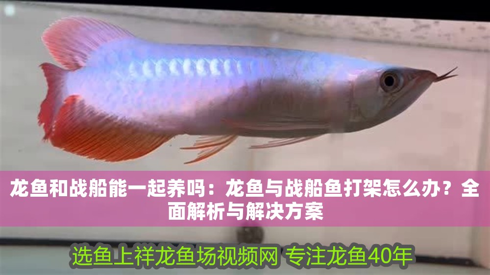 龍魚和戰船能一起養嗎：龍魚與戰船魚打架怎么辦？全面解析與解決方案