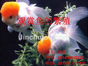 龍魚缸水溫33度要緊嗎：龍魚缸水溫33度是否適宜