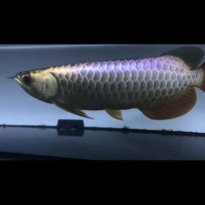 金龍魚33度水溫能活嗎（金龍魚在33度的水溫下可以存活嗎金龍魚水溫多少度最好）
