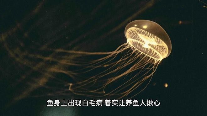 銀龍魚身上長(zhǎng)白毛 銀龍魚身上長(zhǎng)白毛 龍魚百科 第2張