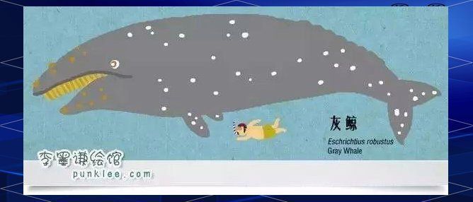 鯨魚種類圖鑒