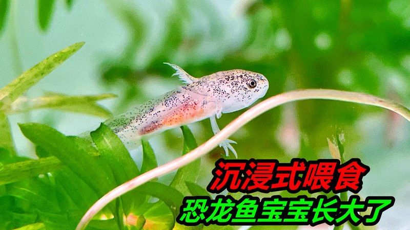 播放恐龍魚(yú)長(zhǎng)什么樣視頻 播放恐龍魚(yú)長(zhǎng)什么樣視頻 龍魚(yú)百科 第4張