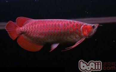 紅龍魚前寬后窄：在挑選紅龍魚時，應注意這些特點