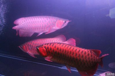 紅龍魚哪個品種好看又好養活一些：紅龍魚哪個品種好看又好養活一些紅龍魚的品種 紅龍魚哪個品種好看又好養活一些：紅龍魚哪個品種好看又好養活一些紅龍魚的品種 龍魚百科 第3張