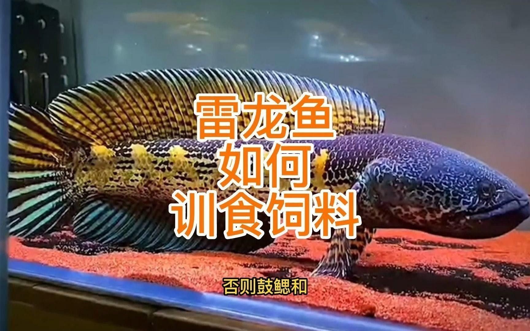 鬼王雷龍魚的最佳喂食頻率