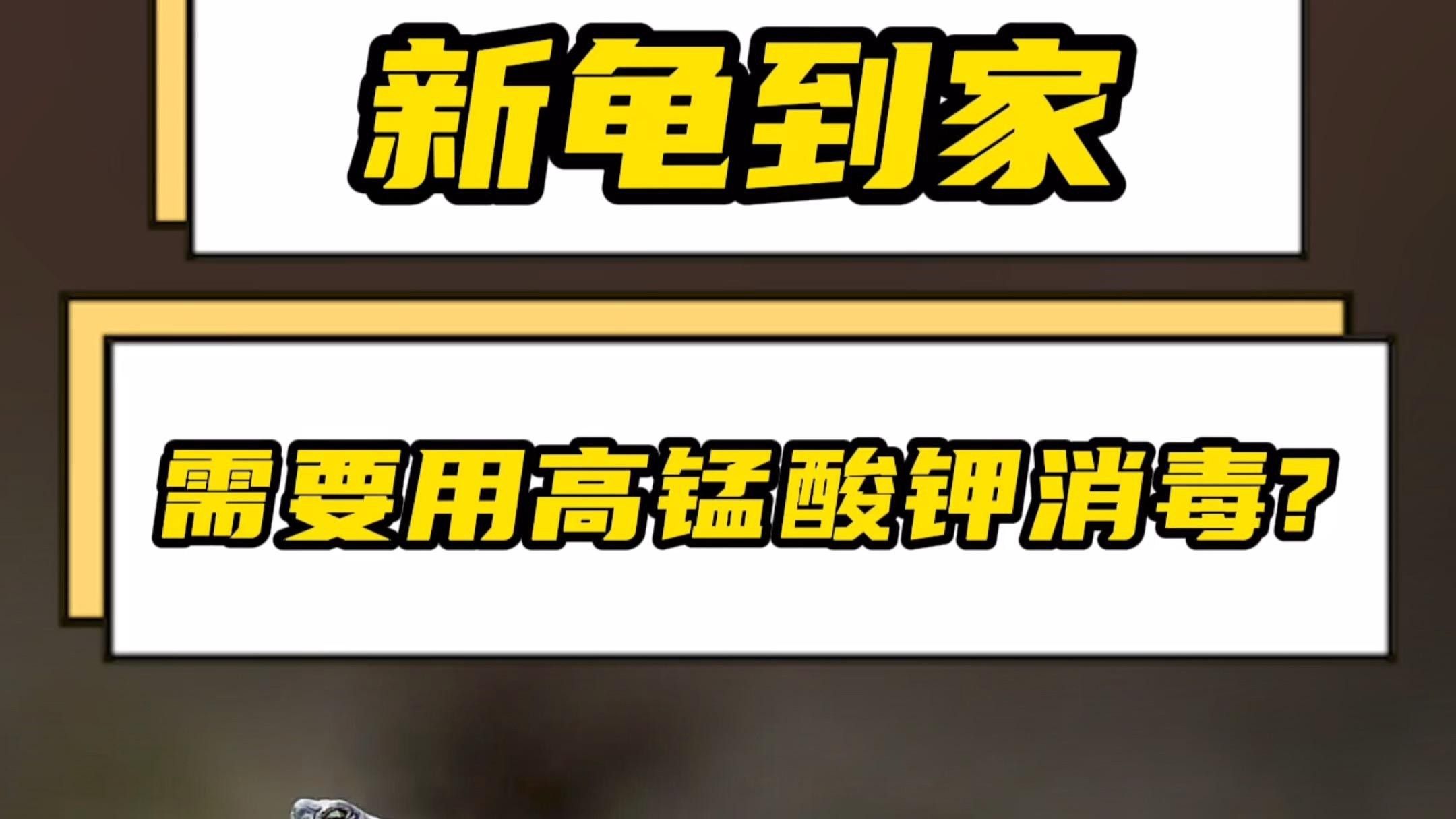 如何判斷龍龜是否需要消毒？