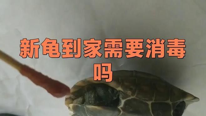 如何判斷龍龜是否需要消毒？