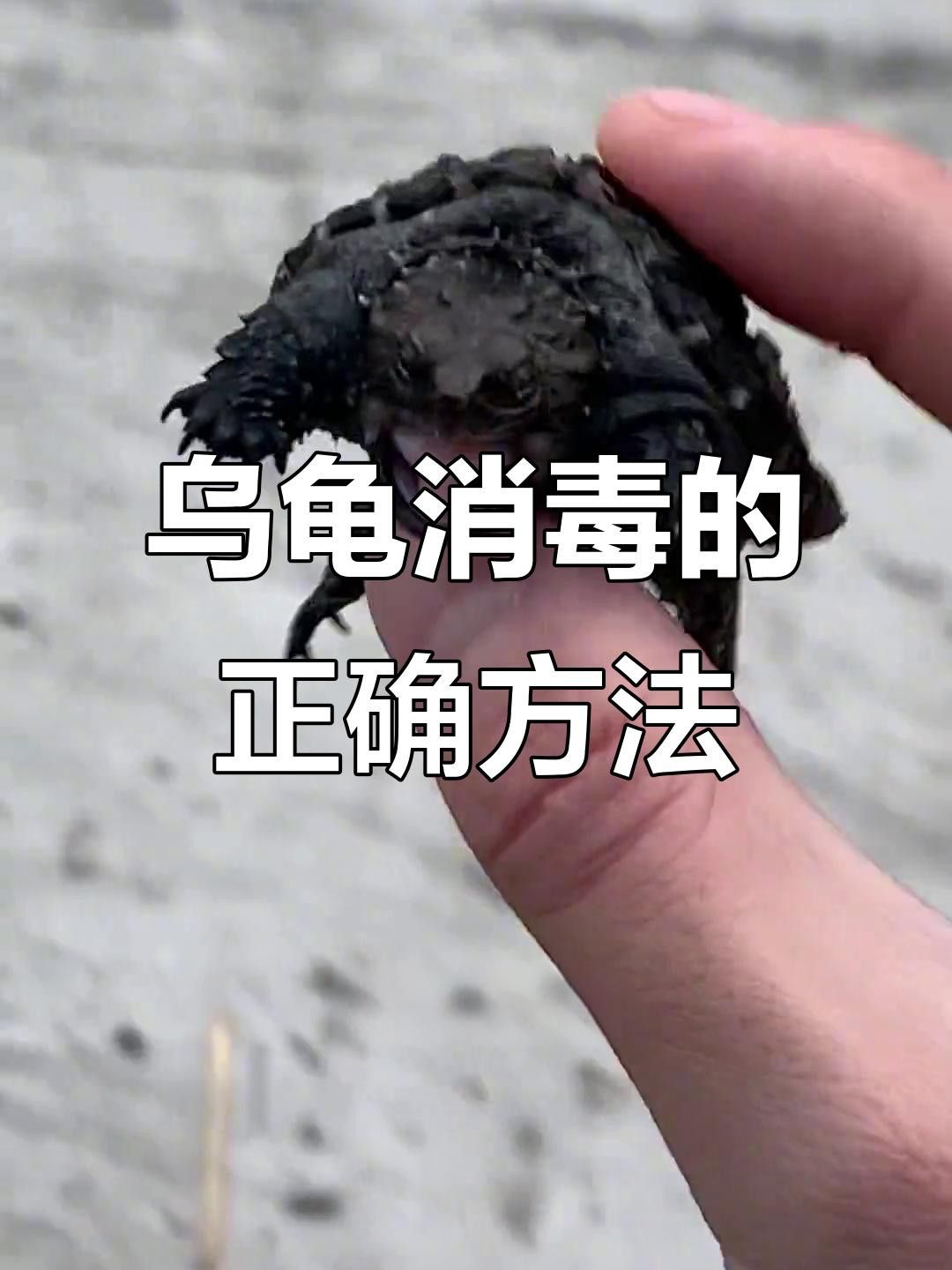 如何判斷龍龜是否需要消毒？