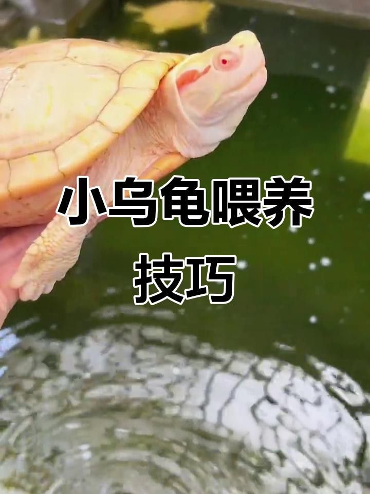 如何判斷龍龜是否需要消毒？