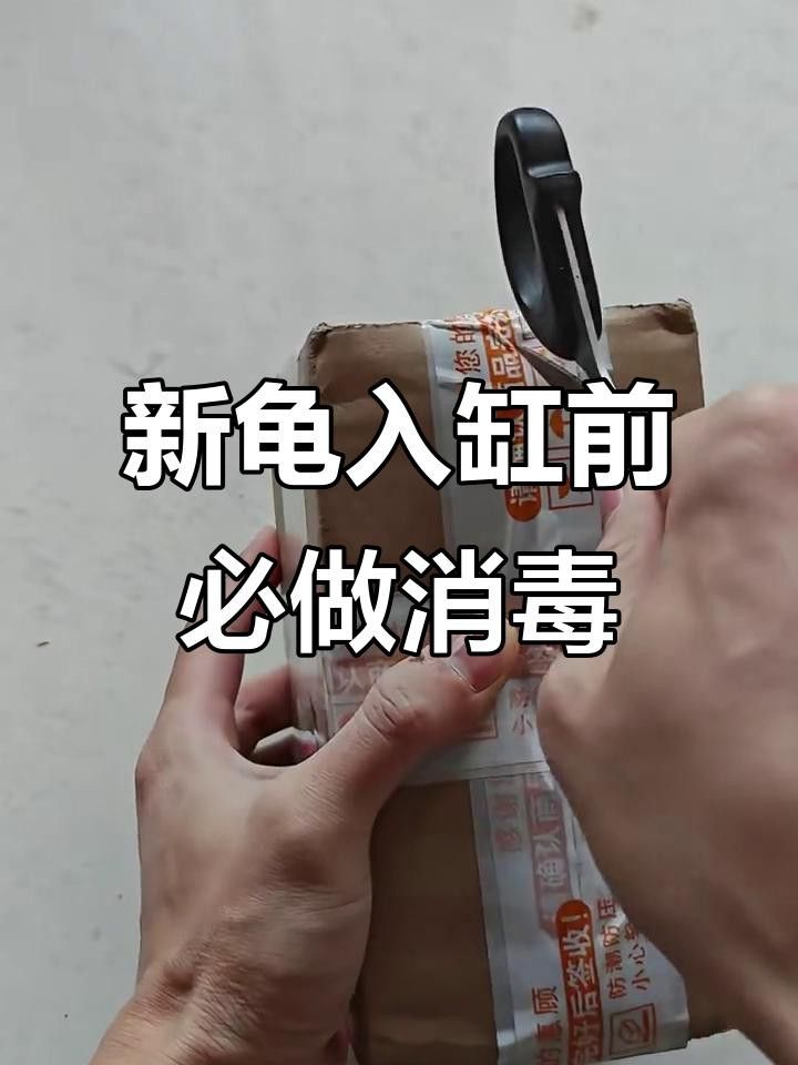 如何判斷龍龜是否需要消毒？