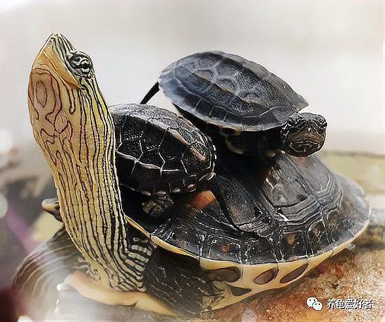 如何判斷龍龜是否需要消毒？