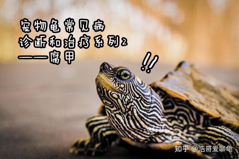 如何判斷龍龜是否需要消毒？