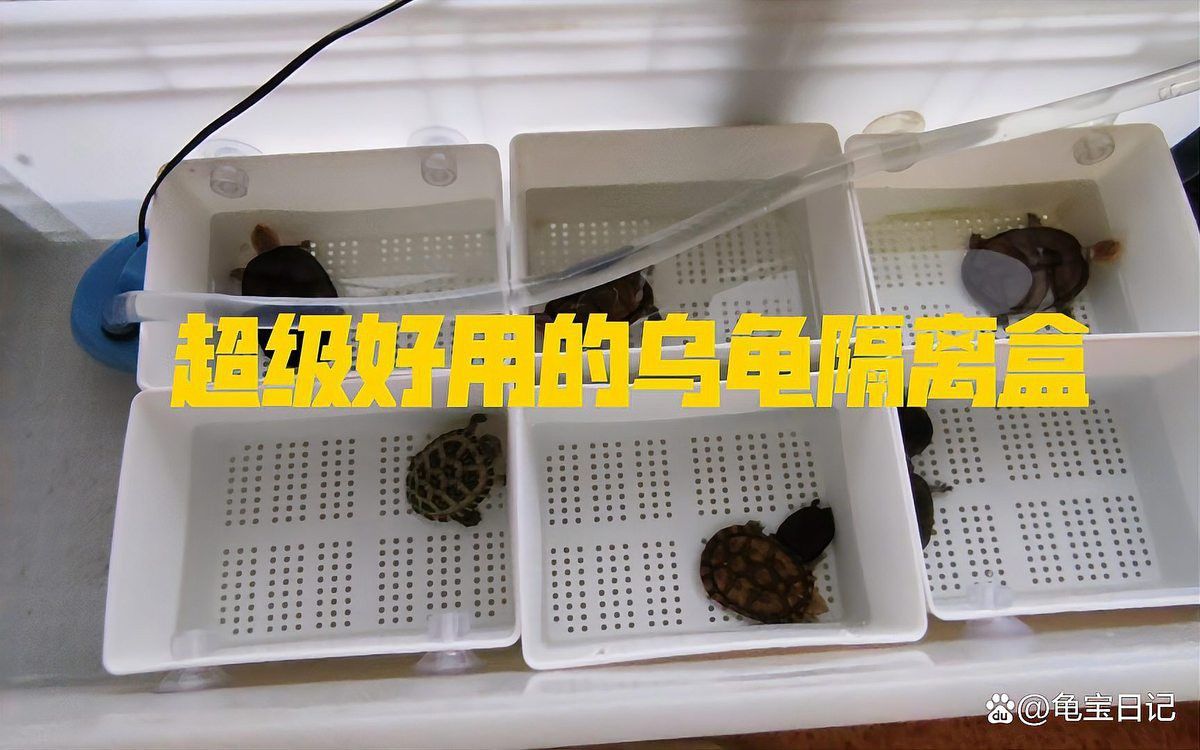 如何判斷龍龜是否需要消毒？