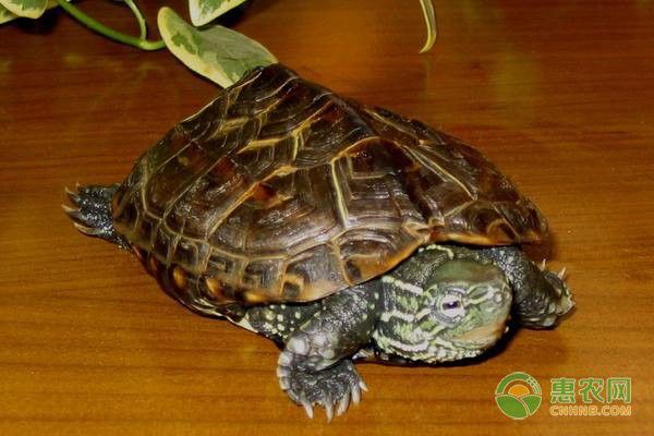 如何判斷龍龜是否需要消毒？