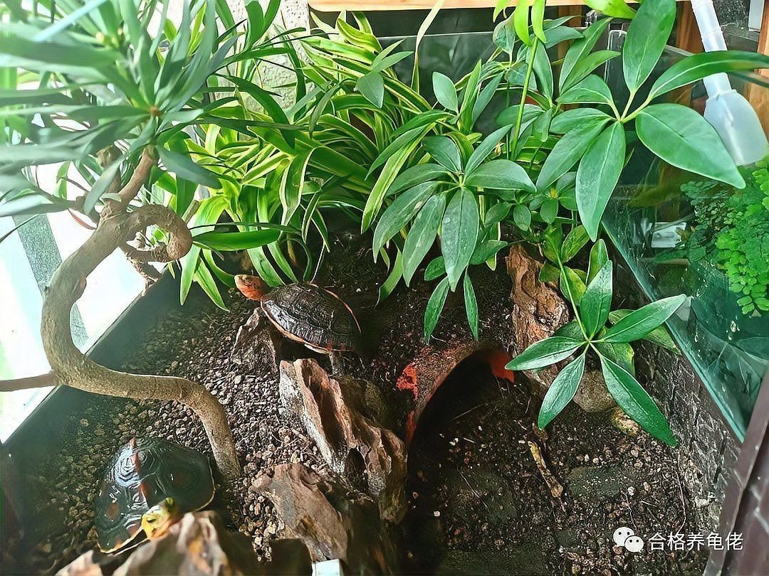 如何判斷龍龜是否需要消毒？