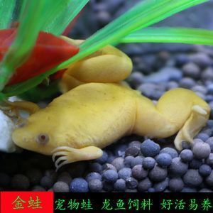 龍魚吃金蛙會導致哪些壞處：龍魚吃金蛙會導致一些健康問題和管理難題，龍魚吃金蛙會導致哪些壞處