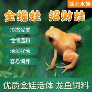 龍魚吃金蛙會導致哪些壞處：龍魚吃金蛙會導致一些健康問題和管理難題，龍魚吃金蛙會導致哪些壞處