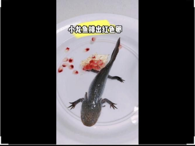 麗江龍魚的卵長什么樣子圖片大全