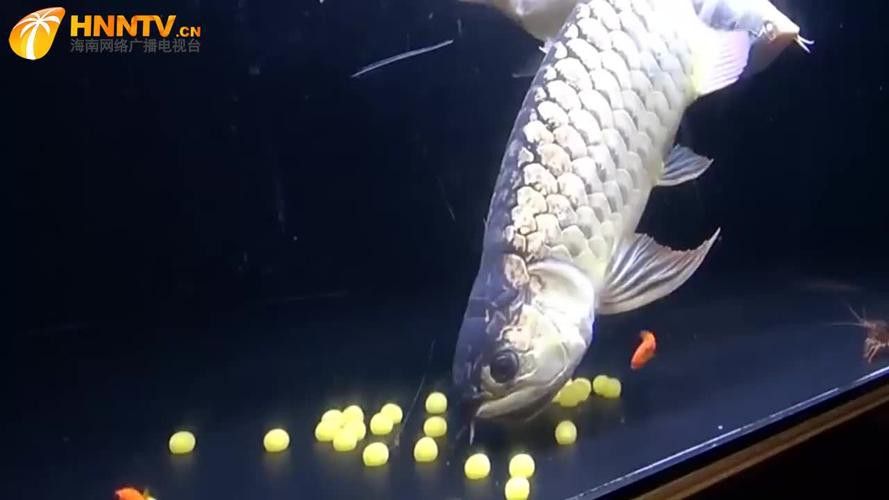 麗江龍魚的卵長什么樣子圖片大全