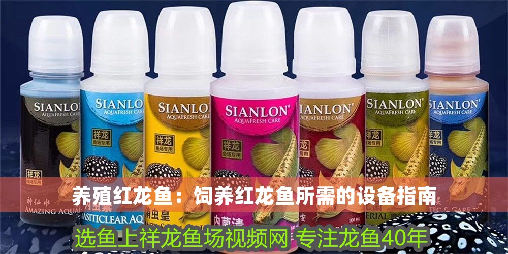 養(yǎng)殖紅龍魚：飼養(yǎng)紅龍魚所需的設(shè)備指南