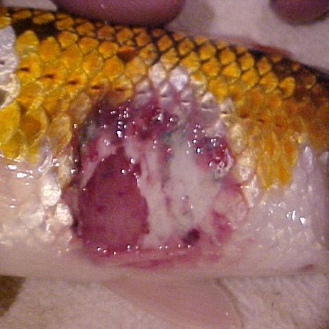 魚(yú)虱最怕的三樣?xùn)|西