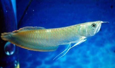 金龍魚比銀龍魚貴：金龍魚價格普遍高于銀龍魚的價格普遍高于銀龍魚 金龍魚比銀龍魚貴：金龍魚價格普遍高于銀龍魚的價格普遍高于銀龍魚 龍魚百科 第7張