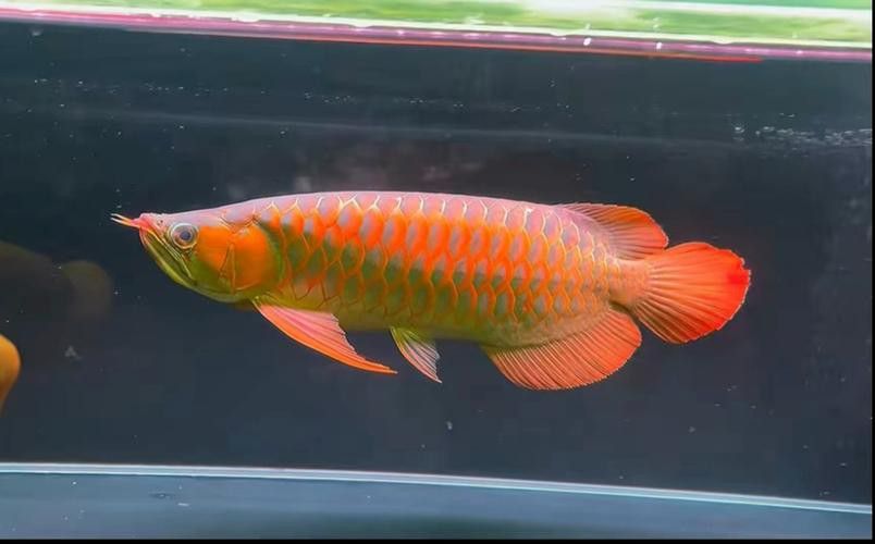 如何鑒別紅龍魚的品相和血統(tǒng)？ 如何鑒別紅龍魚的品相和血統(tǒng)？ 龍魚百科 第5張