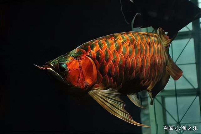 如何鑒別紅龍魚的品相和血統(tǒng)？ 如何鑒別紅龍魚的品相和血統(tǒng)？ 龍魚百科 第11張