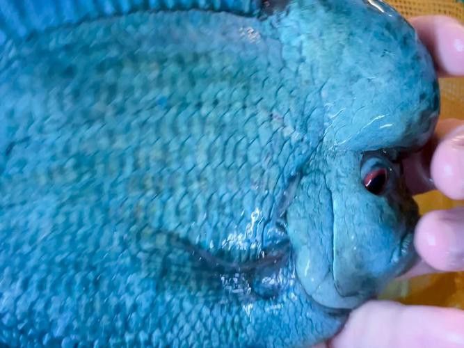 小虎魚(yú)可以和龍魚(yú)一起混養(yǎng)嗎圖片