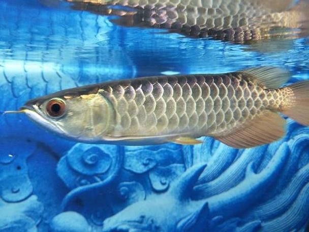 小虎魚(yú)可以和龍魚(yú)一起混養(yǎng)嗎圖片