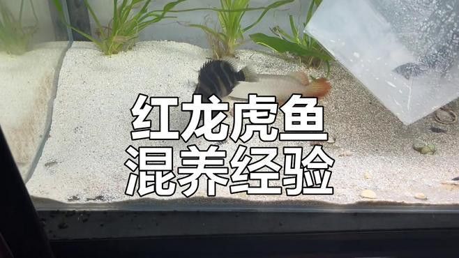 小虎魚(yú)可以和龍魚(yú)一起混養(yǎng)嗎圖片
