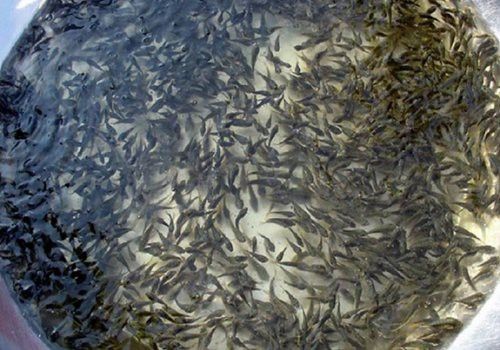 金龍魚手術后如何護理？