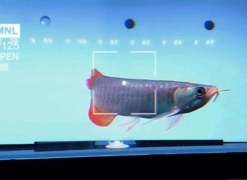 金龍魚手術后如何護理？