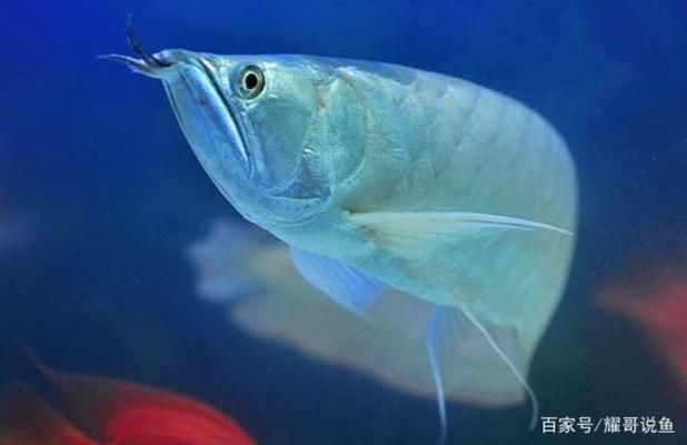 龍魚(yú)是熱帶魚(yú)嗎為什么：龍魚(yú)是熱帶魚(yú)嗎？