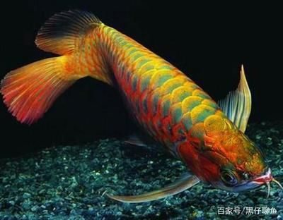 龍魚最適合的水溫范圍是24-28攝氏度：龍魚最適合的水溫和溫度是多少？ 龍魚最適合的水溫范圍是24-28攝氏度：龍魚最適合的水溫和溫度是多少？ 龍魚百科 第3張