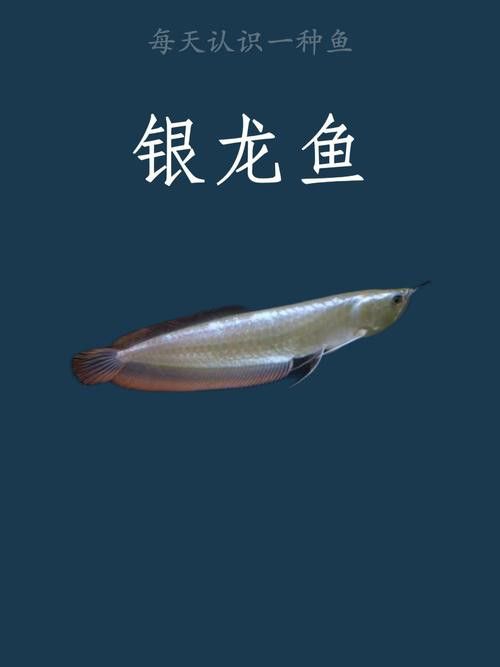 觀賞魚銀龍魚