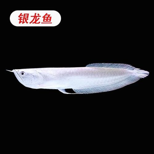 觀賞魚銀龍魚