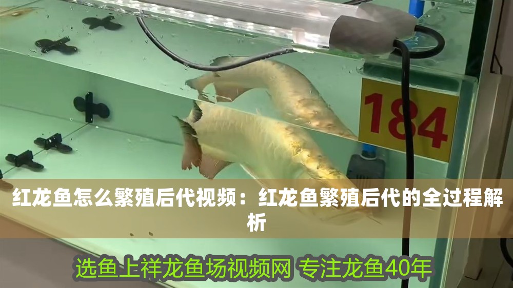 紅龍魚怎么繁殖后代視頻：紅龍魚繁殖后代的全過程解析
