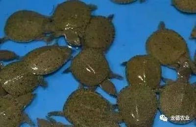 小甲魚喂龍魚前需要檢疫嗎小甲魚喂龍魚需要檢疫嗎：小甲魚喂龍魚前需要檢疫嗎小甲魚喂龍魚前需要檢疫嗎