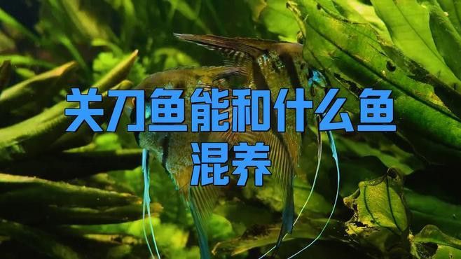 關刀魚能和銀龍魚混養嗎