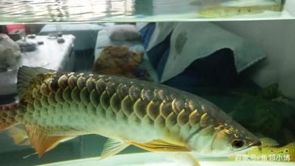 燈烤藥泡龍魚：燈烤和藥泡龍魚是兩種常見的龍魚處理方式